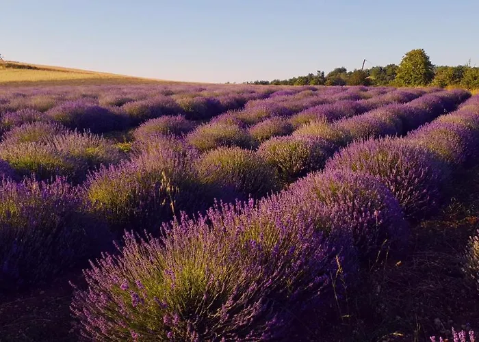 Manoir Le Bourg, * Touffailles