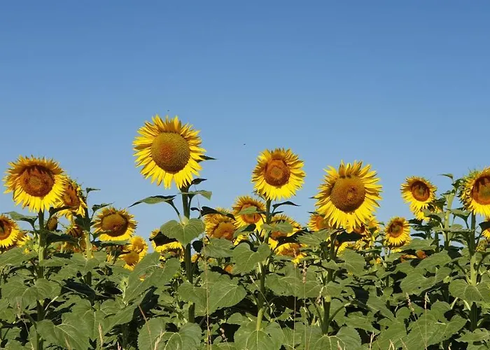 Willa Manoir Le Bourg, *