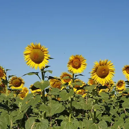 Villa Manoir Le Bourg, *